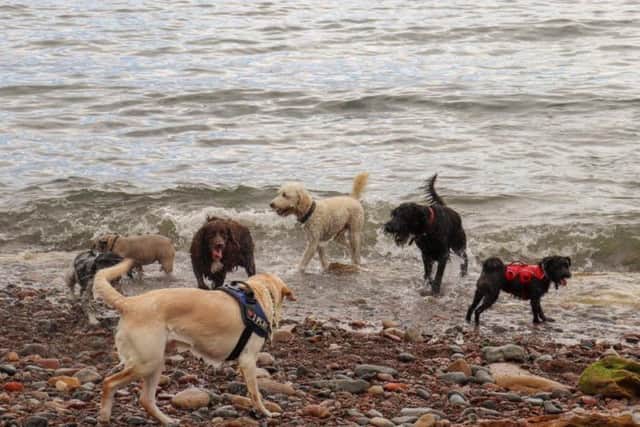 Barking Mad provides doggy holidays, including trips to the beach!