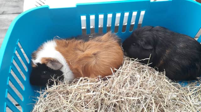 The Guinea pigs which were found in Kirkcaldy. Picture: Scottish SPCA
