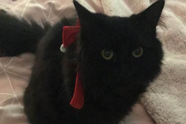Nala - cat in Kennoway treated after eating rat poison