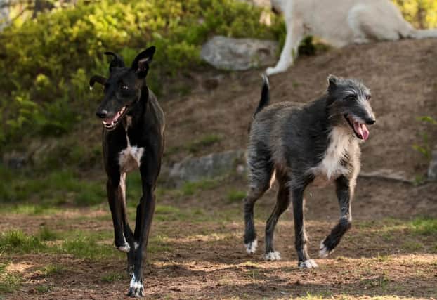 Dogs Trust has revealed that greyhounds and lurchers are two breeds of dog more likely to spend a longer period of time waiting to be rehomed (Photo: Shutterstock)